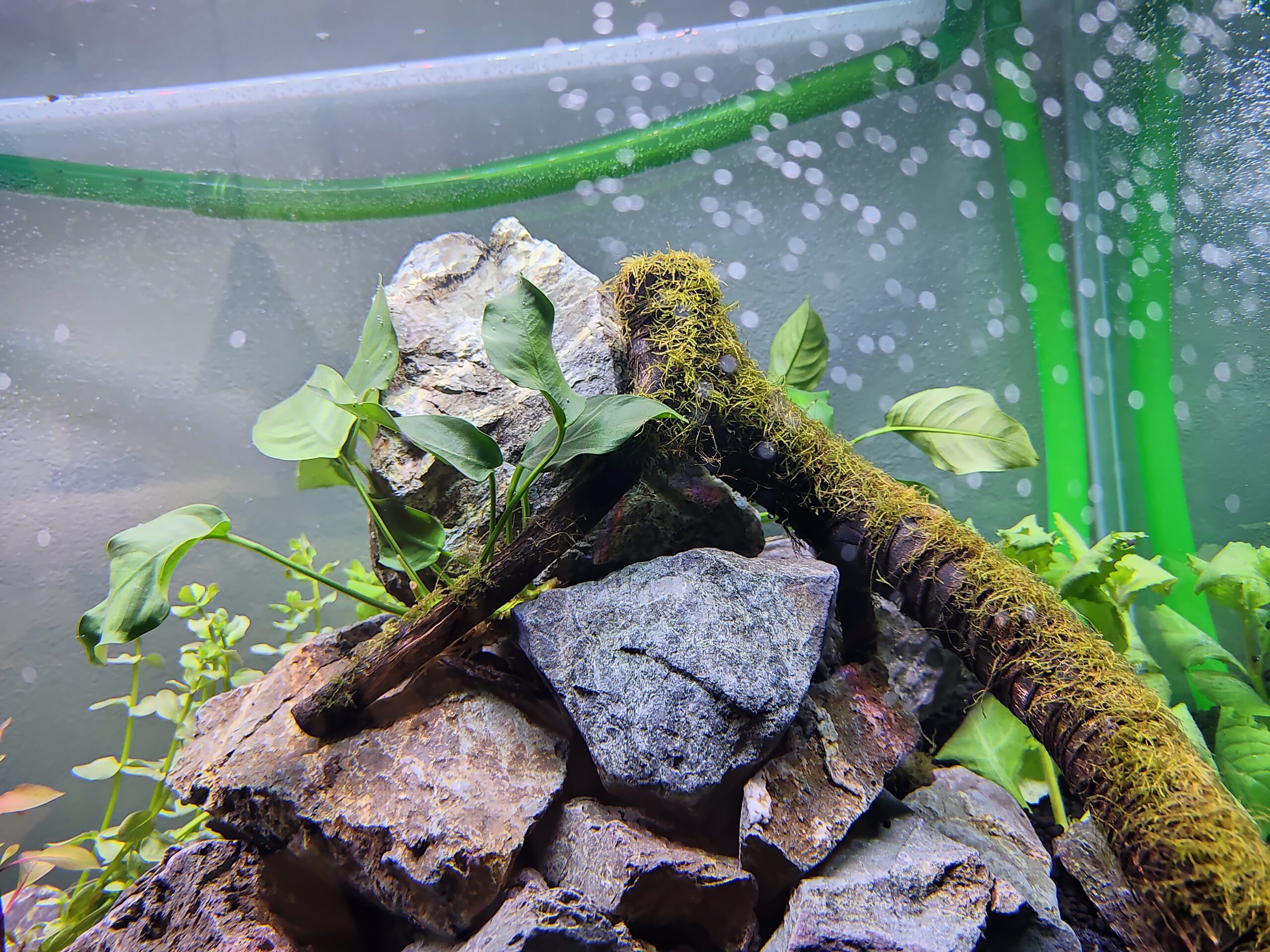 fish tank4